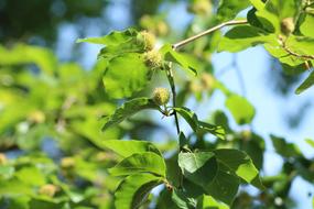 Beech Tree green Fruit and flowers