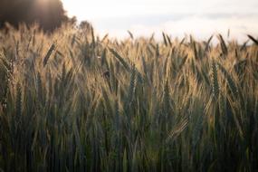 field of Cereals at backlight