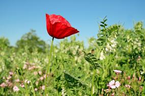 Poppy Flower Red and green grass