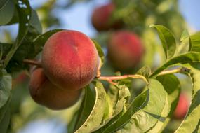 ripe red peaches on branches close up