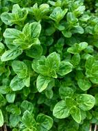 green oregano in the greenhouse