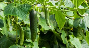 harvest of green cucumbers in the garden close-up