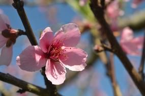 Peach Blossom Tree pink