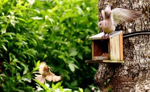 Dove Bird house