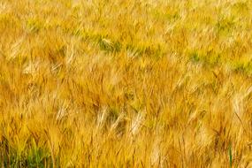 dry Fields Barley Thanksgiving