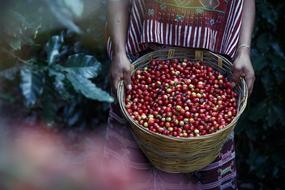 Person, holding colorful coffee beans in the wicker basket