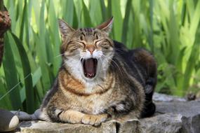 Cat Yawning on blurred grass background