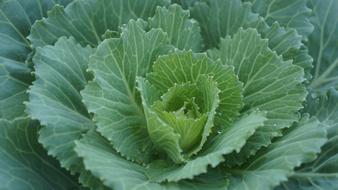 macro photo of green cabbage
