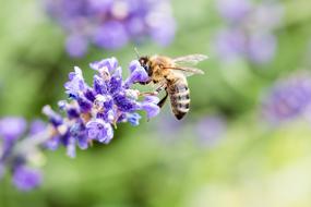 violet Lavender and Bee