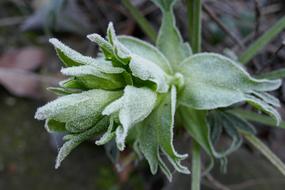green Helleborus Garden Flower