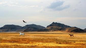 bird over running horses on the prairie