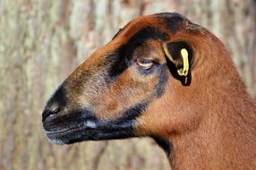 brown sheep in wildlife park