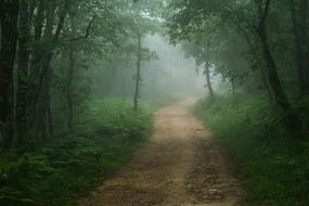 Spain Santiago Path forest