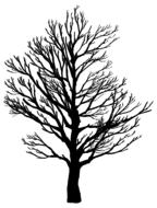 illustration of barren branches tree