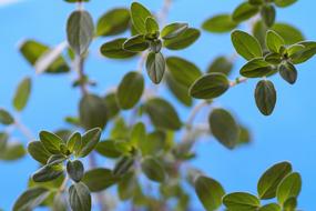 Marjoram Fresh green