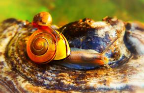 two snails at top of fungi