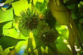 green leaves and fruits on the tree