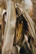 Corn Shuck