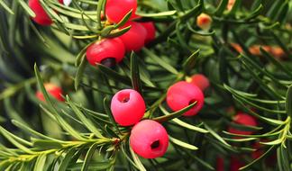 red fruits of a yew on green branches