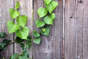 Beautiful, green ivy plant of different shades, on the wooden wall