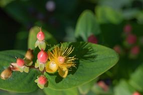 macro photo of blooming hypericum flower