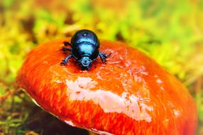black Beetle at top of red mushroom