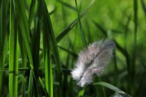 gray feather on green grass