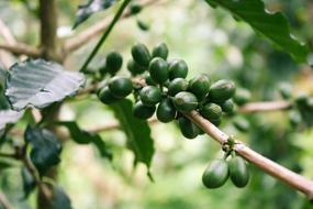 branch with green coffee beans on blurred background