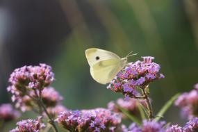 meadow yellow butterfly on purple flower