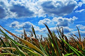 Heat Dry Corn grass