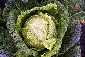 colorful Savoy cabbage, top view of plant