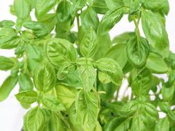 Basil Italian