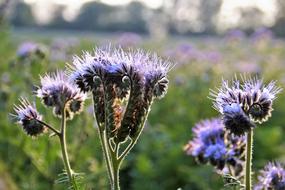 Tansy Phacelia close-up on blurred background