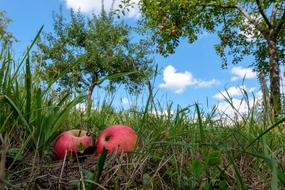 two red apples in green grass