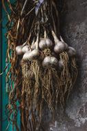 Garlic Harvest vegetables