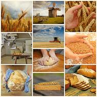 farm bread baking