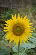 yllow Sunflower at Nature