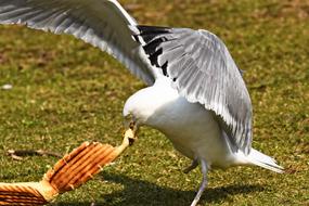 seagull biting prey on the lawn