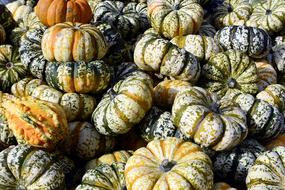 Pumpkin Gourd Autumn harvest