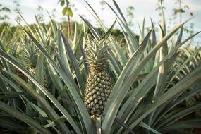 green Pineapple Farm Garden