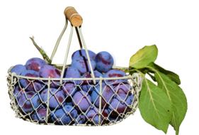 wicker basket with ripe plums