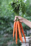 fresh organic carrot in hand