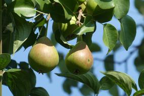 green Pears Fruits Food