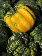 Pumpkin Yellow and Green