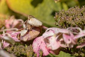 Autumn Leaf Hydrangea