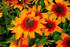 bee in a meadow of orange flowers close-up