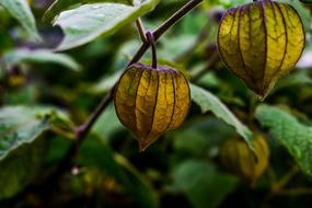 physalis on branches on a blurred background