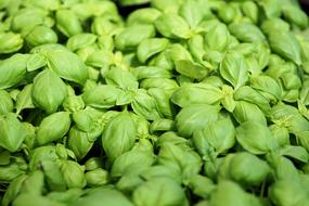 green Basil Plant Spice