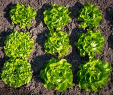 Top view of the beautiful, green salad plants in the soil, in light