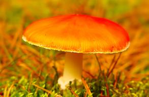 photo of seasonal mushroom